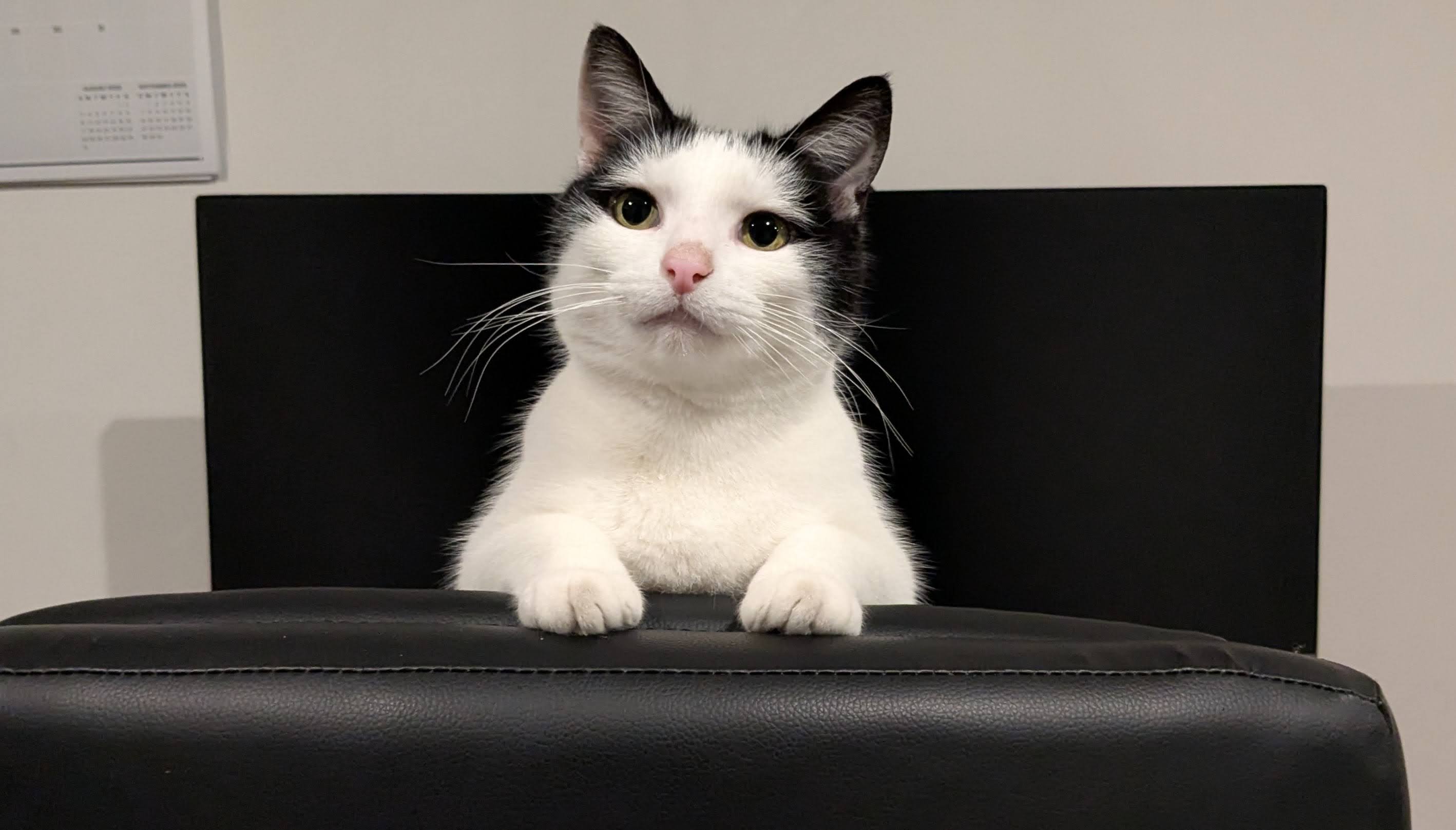 Black and White Cat